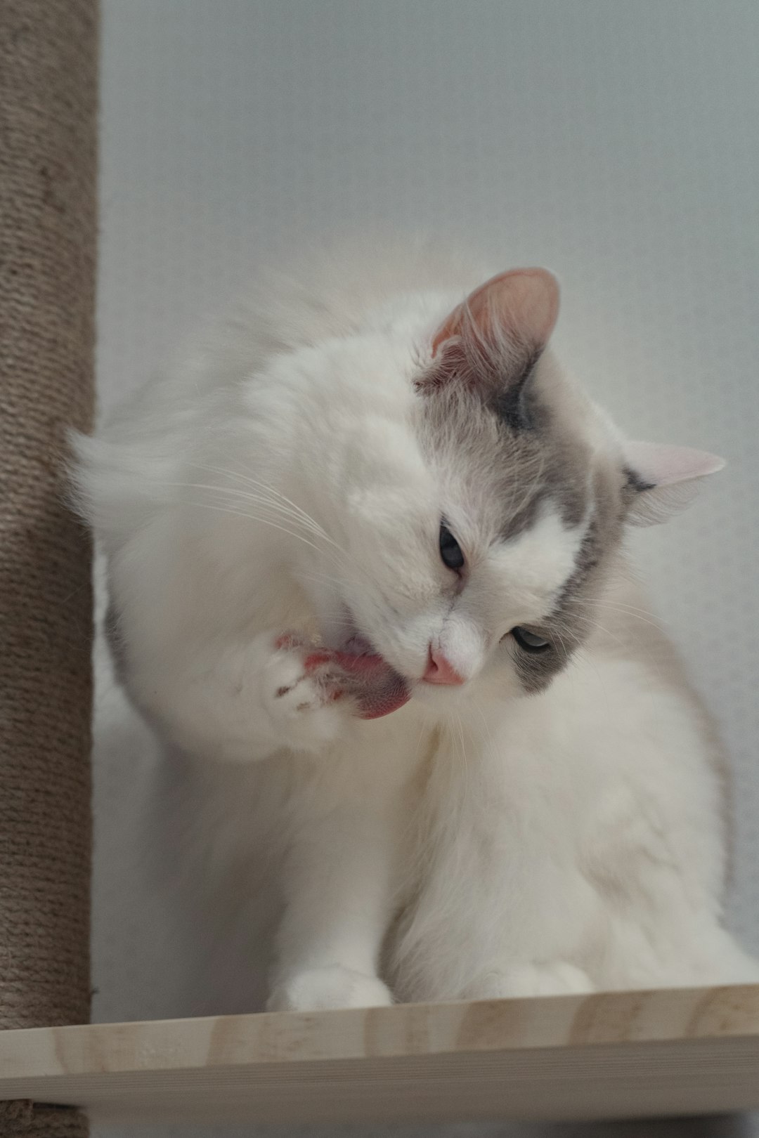 a-fluffy-white-and-gray-cat-grooming-its-paw-bo4pam0tpy4