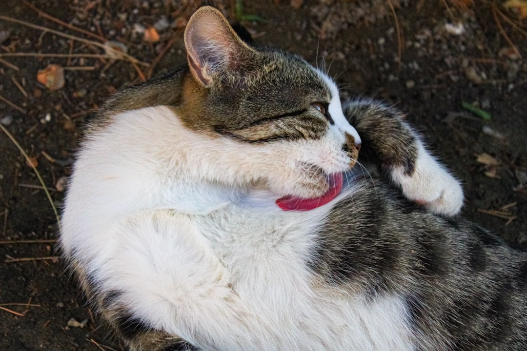 a-tabby-and-white-cat-grooming-itself-outdoors-y0i8qahvjkg