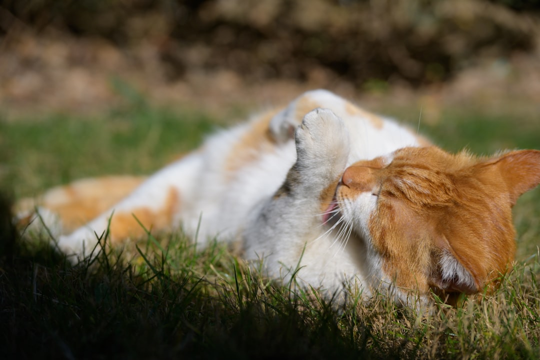 an-orange-and-white-cat-grooms-itself-in-grass-a-nid42jqe8